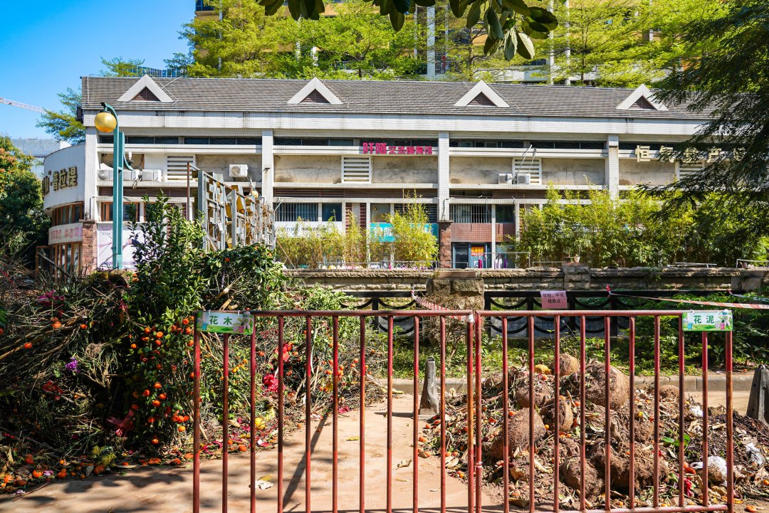 在收集点的年花年桔,环卫工人采取花枝、花泥、花盆“三分离”方式预处理。