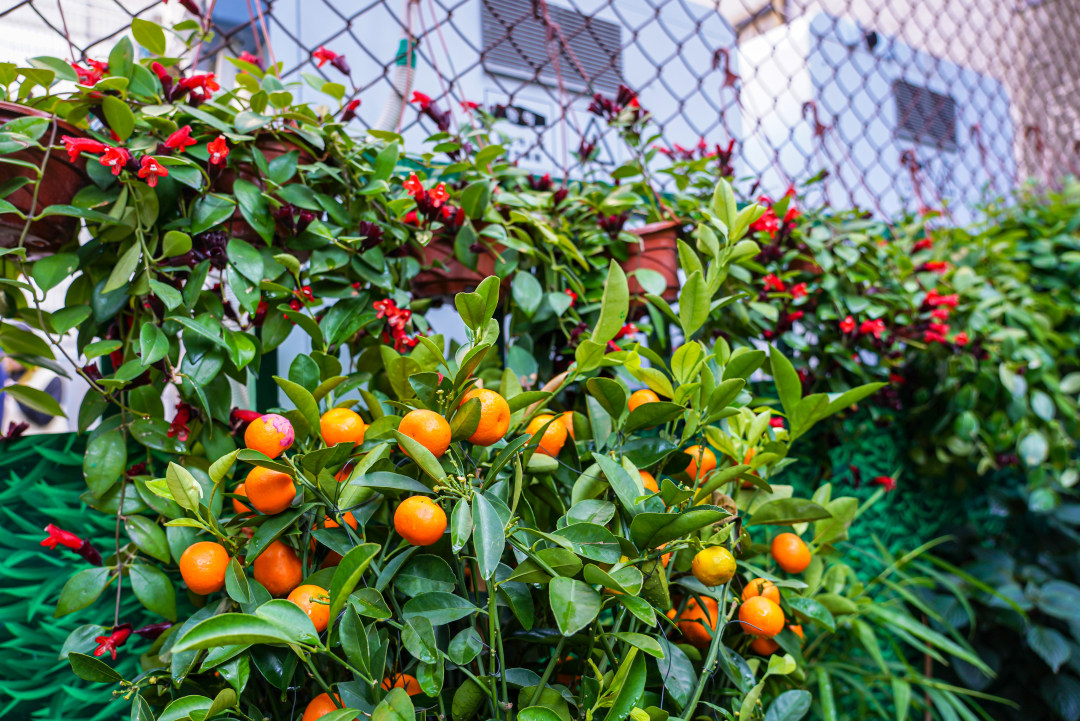 基地小园内绿意盎然。