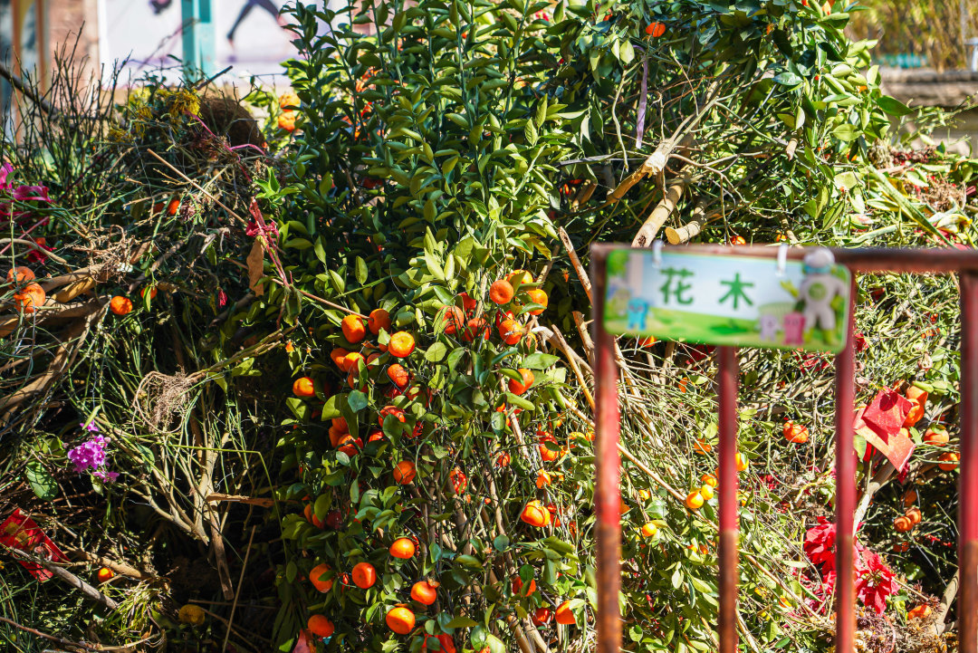 在收集点分离出来的花木,等待回收。