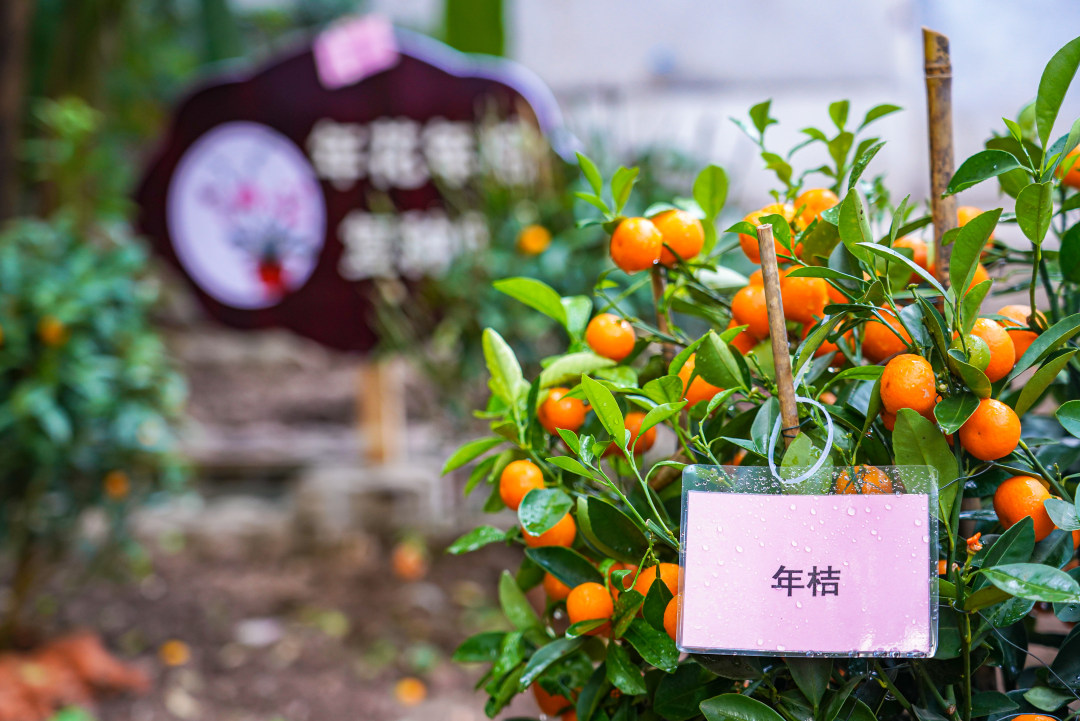 复种下的年桔。