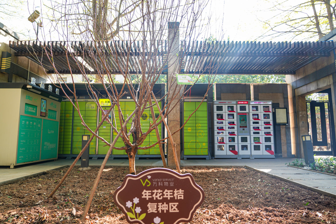 小区内复种下的桃花,在春天经历新一轮的生长。