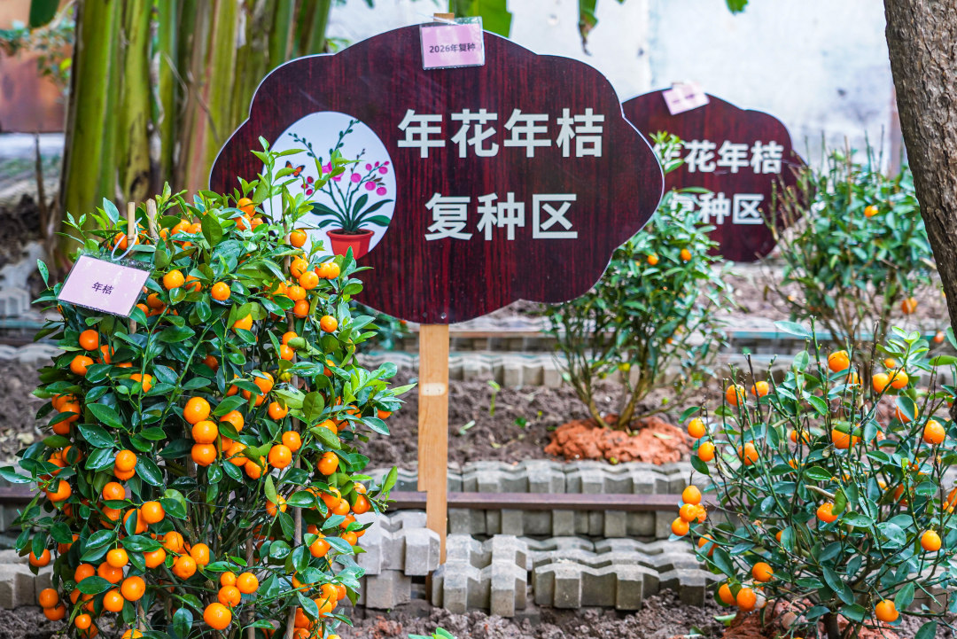 在南华西街道垃圾分类科普基地,昔日的闲置地已蝶变为复种区。经精挑细选的20余盆年桔、茶花、兰花在此重新扎根,成活率超85%,成为辖区居民感受生态循环、学习绿植养护的“科普打卡地”,实现了废弃植株的“就地重生”。