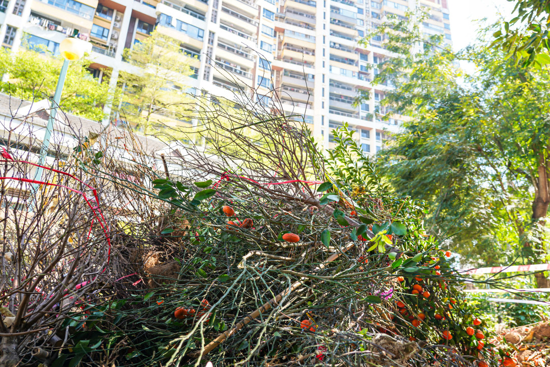 白云区黄石街道的白云尚城小区的废弃年花年桔临时收集点。