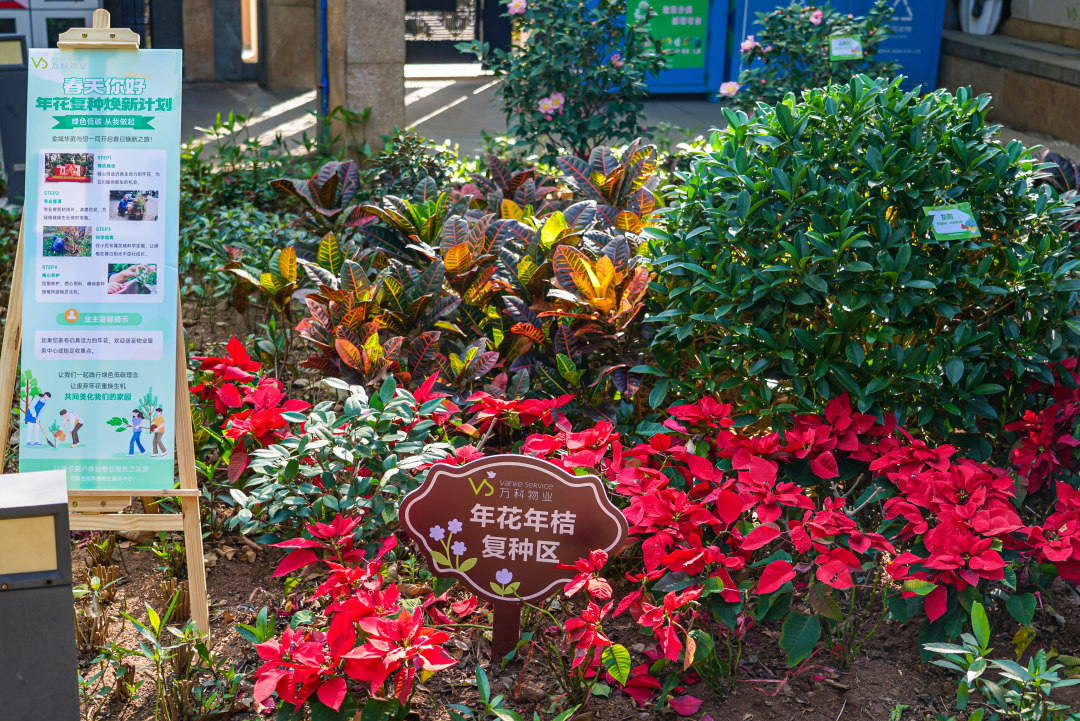 在南华西街道万科金域华庭小区,废弃年花也得到复种,为小区的绿化添彩。