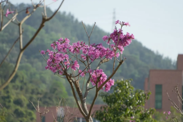 副本260313今天,在广药大植下一片新绿751