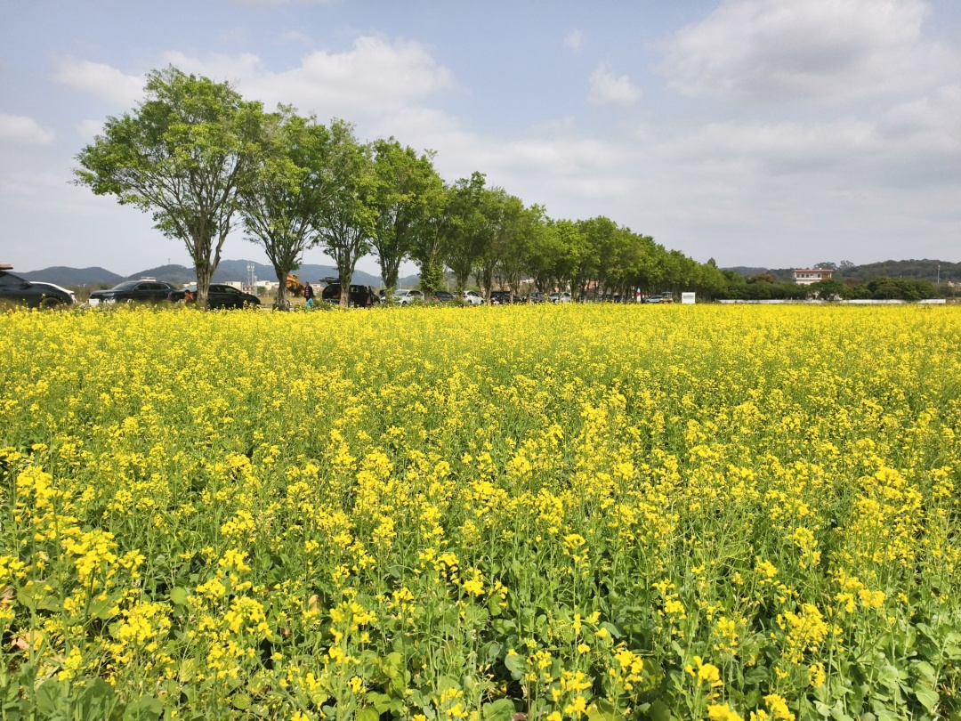 骆昌威 20260308 从化鳌头万亩良田油菜花期有序衔接 春耕备耕稳步推进.jpg 骆昌威 20260308 从化鳌头万亩良田油菜花期有序衔接 春耕备耕稳步推进.jpg