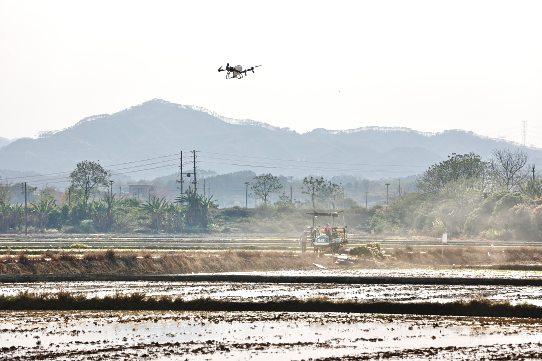 春回大地,从化区19万亩春耕全面铺开。作为珠三角