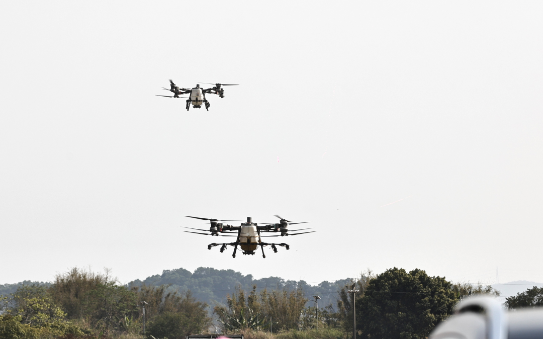 春回大地,从化区19万亩春耕全面铺开。作为珠三角