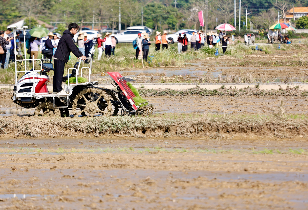 春回大地,从化区19万亩春耕全面铺开。作为珠三角