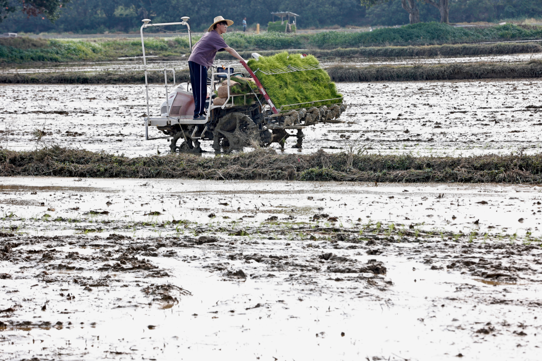 春回大地,从化区19万亩春耕全面铺开。作为珠三角