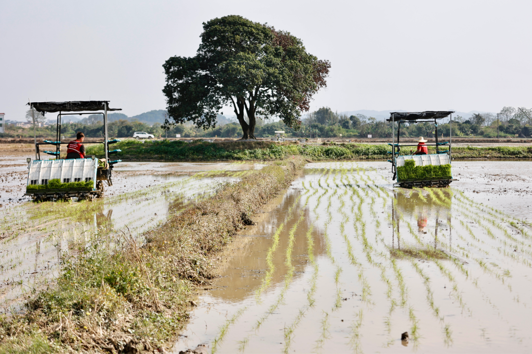 春回大地,从化区19万亩春耕全面铺开。作为珠三角