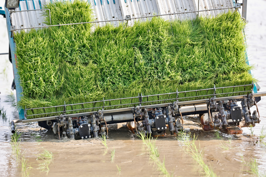 春回大地,从化区19万亩春耕全面铺开。作为珠三角