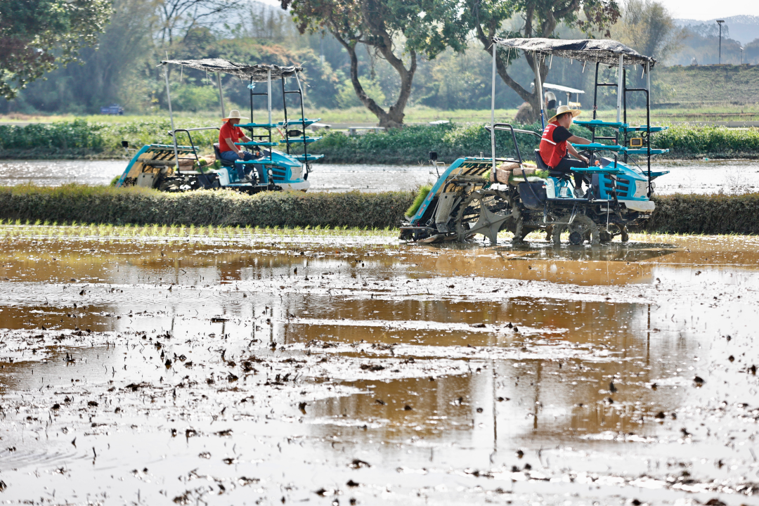 春回大地,从化区19万亩春耕全面铺开。作为珠三角
