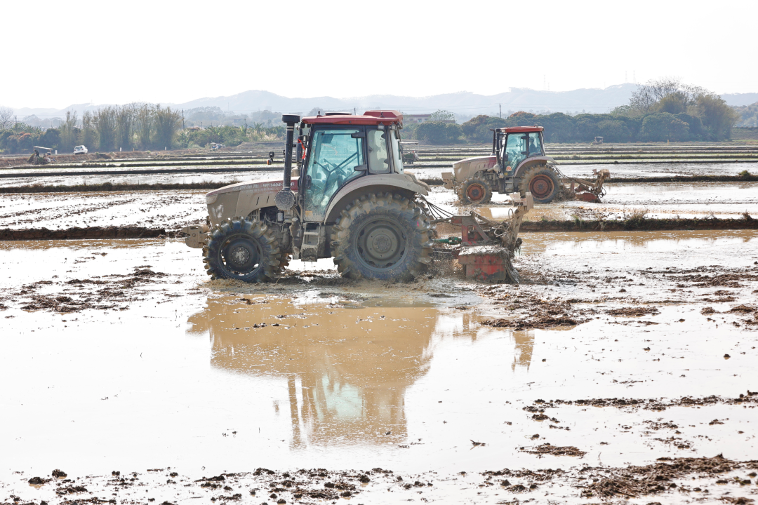 春回大地,从化区19万亩春耕全面铺开。作为珠三角