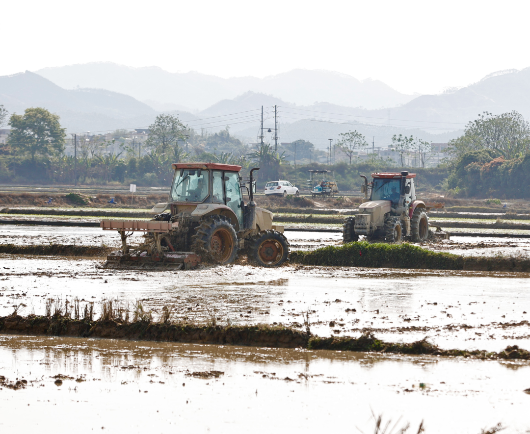 春回大地,从化区19万亩春耕全面铺开。作为珠三角