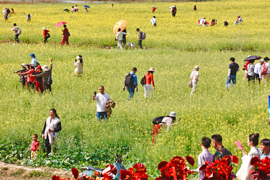 2026年3月16日,广州从化鳌头万亩良田示范区内,