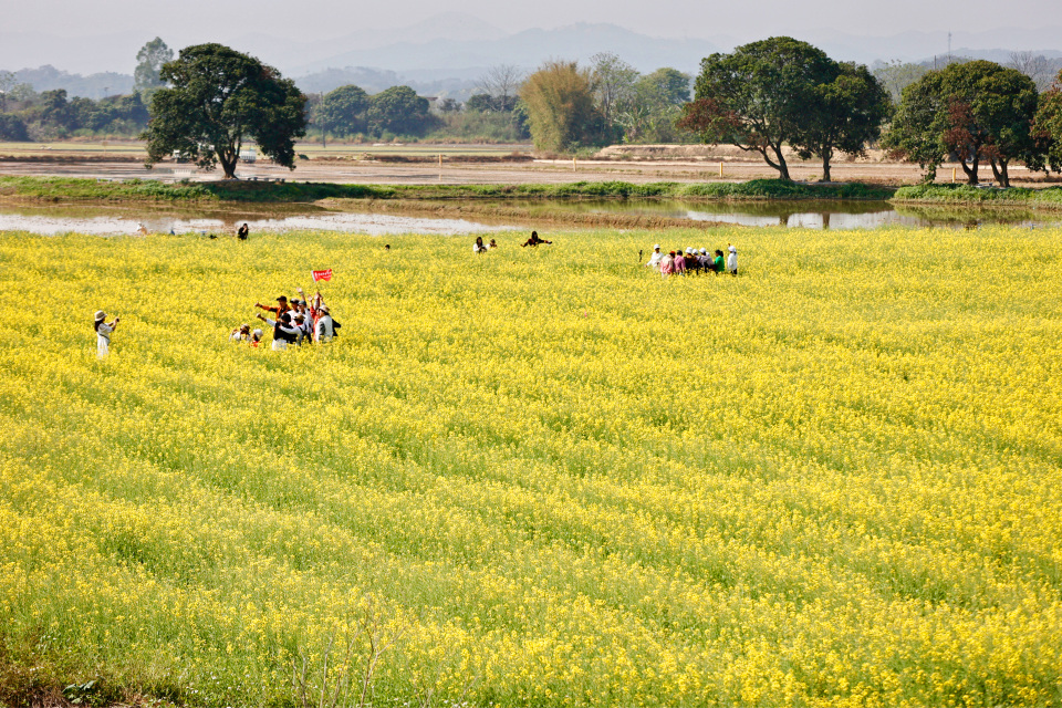 2026年3月16日,广州从化鳌头万亩良田示范区内,
