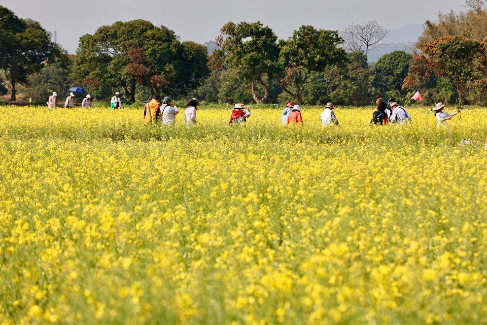 2026年3月16日,广州从化鳌头万亩良田示范区内,