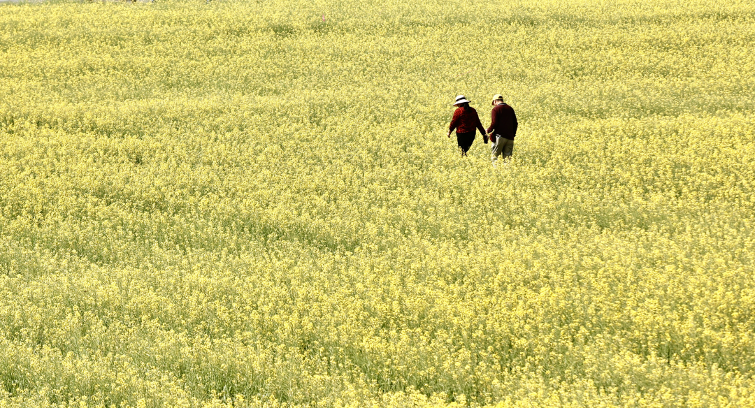 2026年3月16日,广州从化鳌头万亩良田示范区内,