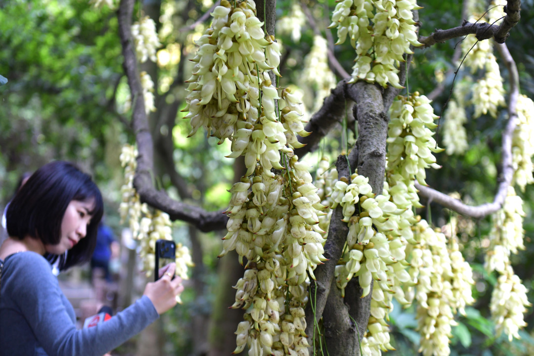 每年三月,广东天鹿湖森林公园便迎来一年中最梦幻的季节。这里是广州市区最大面积的禾雀花原生群落,拥有超过1000亩禾雀花。3月18日,2026年禾雀花文化季暨黄埔绿美产业嘉年华活动在公园启幕。图为天鹿湖森林公园禾雀花盛开,吸引了众多市民游客观赏。
