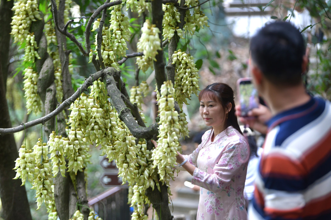 每年三月,广东天鹿湖森林公园便迎来一年中最梦幻的季节。这里是广州市区最大面积的禾雀花原生群落,拥有超过1000亩禾雀花。3月18日,2026年禾雀花文化季暨黄埔绿美产业嘉年华活动在公园启幕。图为天鹿湖森林公园禾雀花盛开,吸引了众多市民游客观赏。