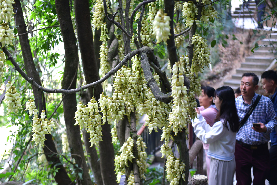 每年三月,广东天鹿湖森林公园便迎来一年中最梦幻的季节。这里是广州市区最大面积的禾雀花原生群落,拥有超过1000亩禾雀花。3月18日,2026年禾雀花文化季暨黄埔绿美产业嘉年华活动在公园启幕。图为天鹿湖森林公园禾雀花盛开,吸引了众多市民游客观赏。