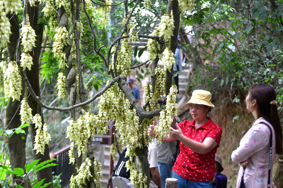 每年三月,广东天鹿湖森林公园便迎来一年中最梦幻的季节。这里是广州市区最大面积的禾雀花原生群落,拥有超过1000亩禾雀花。3月18日,2026年禾雀花文化季暨黄埔绿美产业嘉年华活动在公园启幕。图为天鹿湖森林公园禾雀花盛开,吸引了众多市民游客观赏。