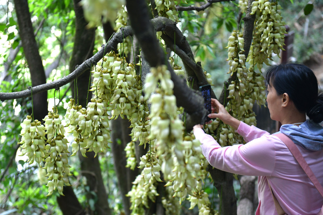 每年三月,广东天鹿湖森林公园便迎来一年中最梦幻的季节。这里是广州市区最大面积的禾雀花原生群落,拥有超过1000亩禾雀花。3月18日,2026年禾雀花文化季暨黄埔绿美产业嘉年华活动在公园启幕。图为天鹿湖森林公园禾雀花盛开,吸引了众多市民游客观赏。