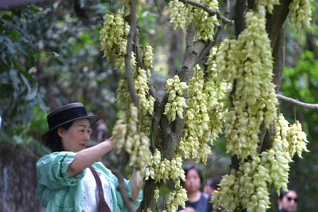 每年三月,广东天鹿湖森林公园便迎来一年中最梦幻的季节。这里是广州市区最大面积的禾雀花原生群落,拥有超过1000亩禾雀花。3月18日,2026年禾雀花文化季暨黄埔绿美产业嘉年华活动在公园启幕。图为天鹿湖森林公园禾雀花盛开,吸引了众多市民游客观赏。