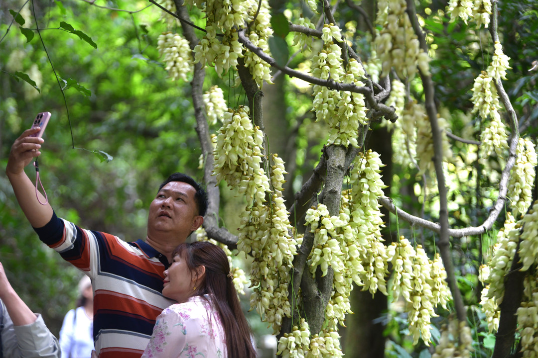 每年三月,广东天鹿湖森林公园便迎来一年中最梦幻的季节。这里是广州市区最大面积的禾雀花原生群落,拥有超过1000亩禾雀花。3月18日,2026年禾雀花文化季暨黄埔绿美产业嘉年华活动在公园启幕。图为天鹿湖森林公园禾雀花盛开,吸引了众多市民游客观赏。