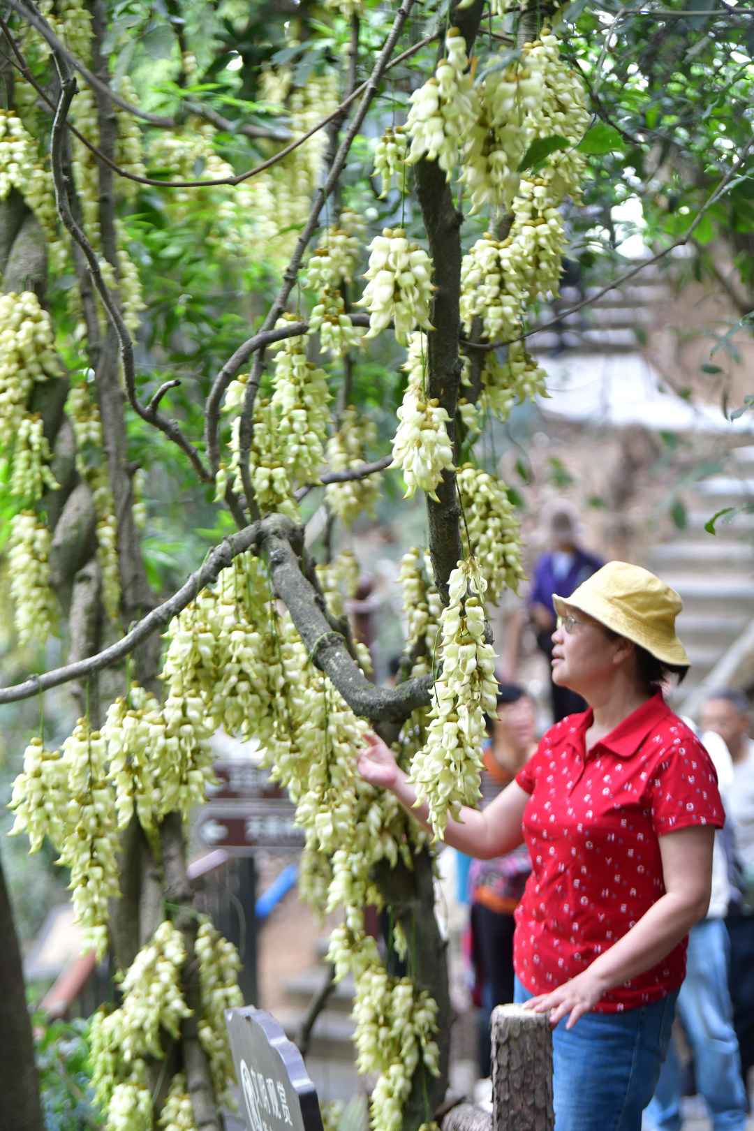 每年三月,广东天鹿湖森林公园便迎来一年中最梦幻的季节。这里是广州市区最大面积的禾雀花原生群落,拥有超过1000亩禾雀花。3月18日,2026年禾雀花文化季暨黄埔绿美产业嘉年华活动在公园启幕。图为天鹿湖森林公园禾雀花盛开,吸引了众多市民游客观赏。