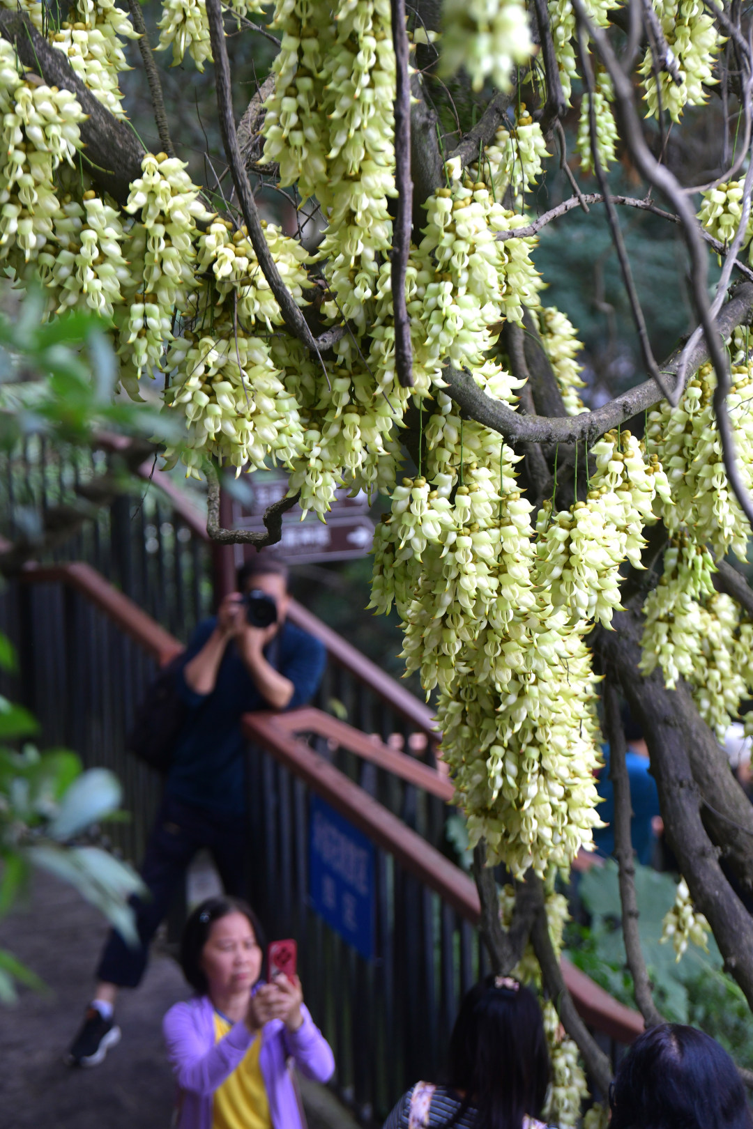 每年三月,广东天鹿湖森林公园便迎来一年中最梦幻的季节。这里是广州市区最大面积的禾雀花原生群落,拥有超过1000亩禾雀花。3月18日,2026年禾雀花文化季暨黄埔绿美产业嘉年华活动在公园启幕。图为天鹿湖森林公园禾雀花盛开,吸引了众多市民游客观赏。