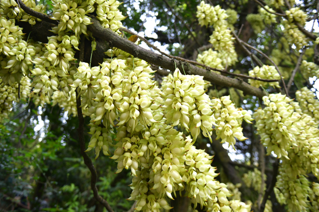 每年三月,广东天鹿湖森林公园便迎来一年中最梦幻的季节。这里是广州市区最大面积的禾雀花原生群落,拥有超过1000亩禾雀花。3月18日,2026年禾雀花文化季暨黄埔绿美产业嘉年华活动在公园启幕。图为天鹿湖森林公园禾雀花盛开,吸引了众多市民游客观赏。