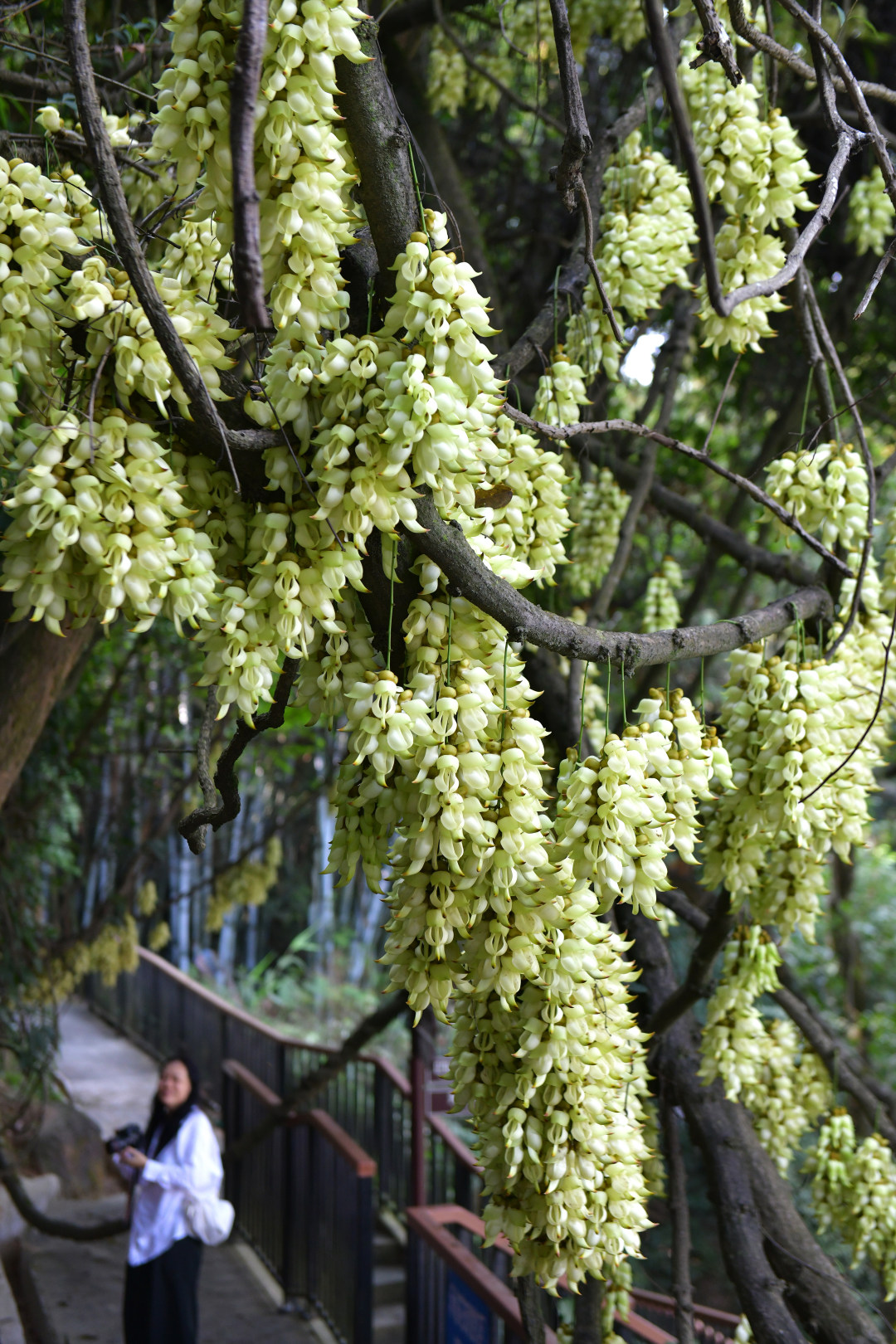 每年三月,广东天鹿湖森林公园便迎来一年中最梦幻的季节。这里是广州市区最大面积的禾雀花原生群落,拥有超过1000亩禾雀花。3月18日,2026年禾雀花文化季暨黄埔绿美产业嘉年华活动在公园启幕。图为天鹿湖森林公园禾雀花盛开,吸引了众多市民游客观赏。