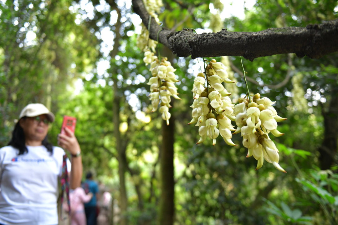 每年三月,广东天鹿湖森林公园便迎来一年中最梦幻的季节。这里是广州市区最大面积的禾雀花原生群落,拥有超过1000亩禾雀花。3月18日,2026年禾雀花文化季暨黄埔绿美产业嘉年华活动在公园启幕。图为天鹿湖森林公园禾雀花盛开,吸引了众多市民游客观赏。