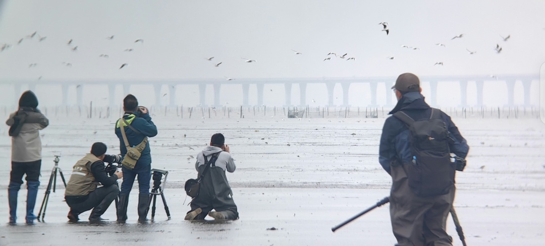 广东观鸟拍鸟营湛江站