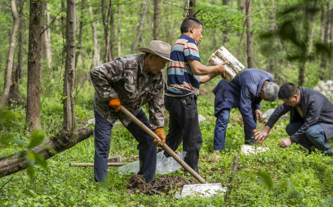 2025年4月16日,江西新余,仙女湖区河下镇花园村林场,人们正在搬运、栽植灵芝菌棒。