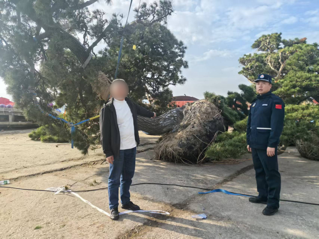 4.嫌疑人指认涉案松树