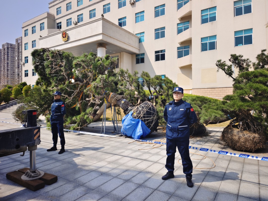 2.查扣涉案松树