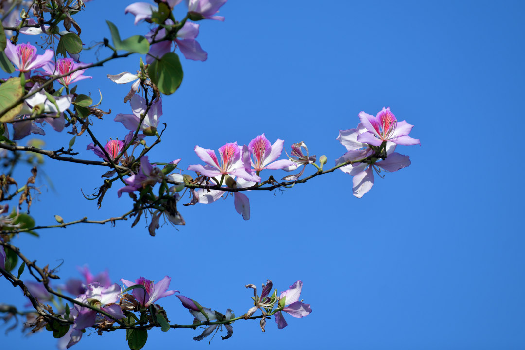 杨耀烨 20260306 黄埔区繁花争艳 (1)