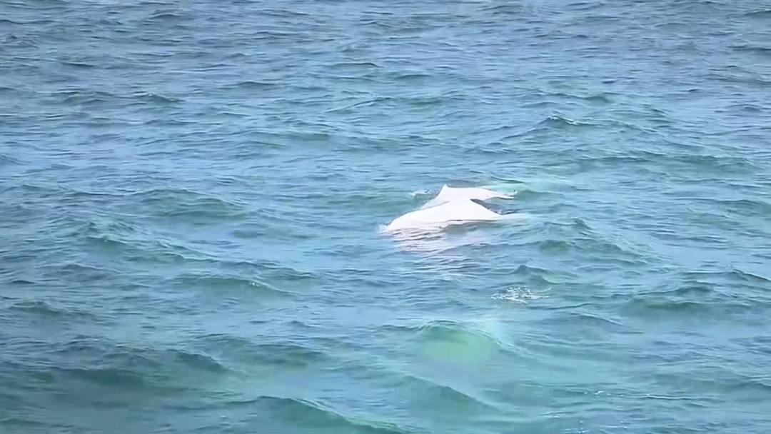 图片2:白海豚“围观”海警执法员的巡逻日常