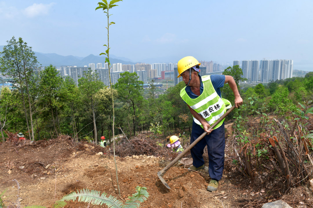 3月25日,广东西江流域国土绿化示范项目开工暨春季造林活动在肇庆市举办,标志着这项绿美广东生态建设重大项目正式拉开建设帷幕。图为造林工人在羚羊峡古栈道森林公园造林点植树。
