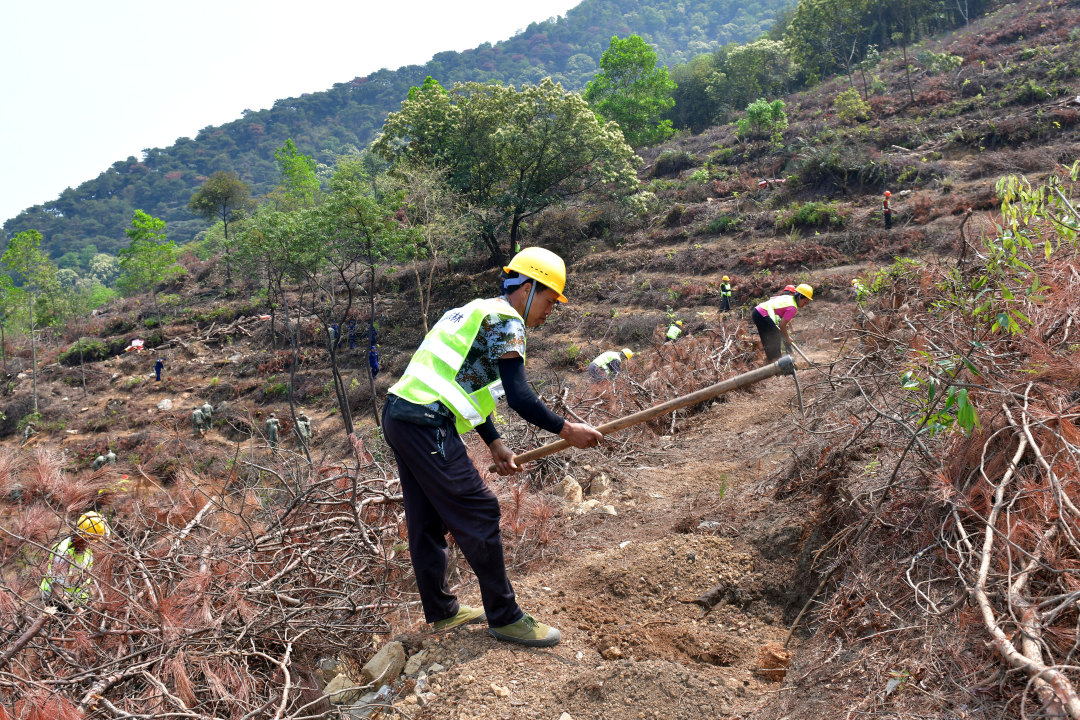 3月25日,广东西江流域国土绿化示范项目开工暨春季造林活动在肇庆市举办,标志着这项绿美广东生态建设重大项目正式拉开建设帷幕。图为造林工人在羚羊峡古栈道森林公园造林点植树。