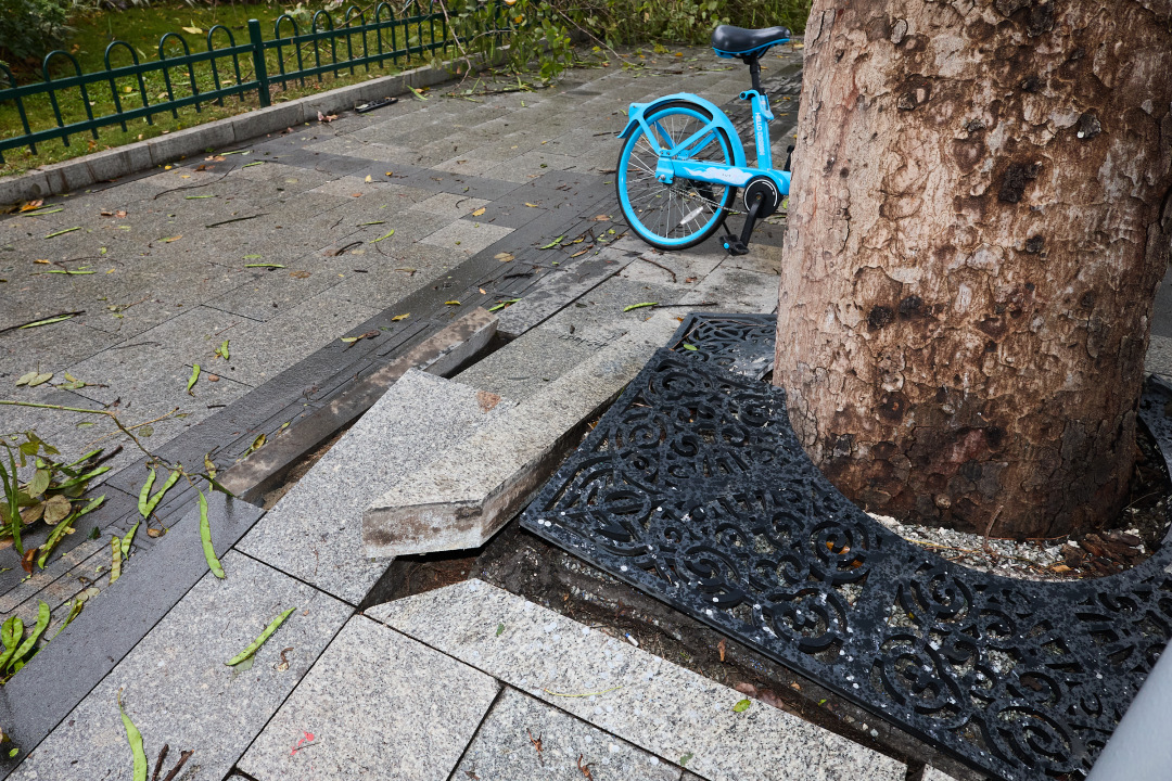 昨日(3月30日),广州市遭遇强雷雨天气,短时大风和暴雨导致市区部分路段出现树木倒伏、断枝情况。3月31日,在滨江东路,记者看到,多棵行道树被连根拔起,横倒在江边绿道上。绿化工人顶着细雨,操作油锯对倒伏树木进行分段切割,随后利用吊车将树干装车清运,力争在最短时间内恢复道路通行。
图/广州日报新花城记者:陈忧子