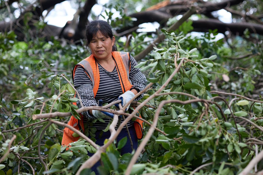 昨日(3月30日),广州市遭遇强雷雨天气,短时大风和暴雨导致市区部分路段出现树木倒伏、断枝情况。3月31日,在滨江东路,记者看到,多棵行道树被连根拔起,横倒在江边绿道上。绿化工人顶着细雨,操作油锯对倒伏树木进行分段切割,随后利用吊车将树干装车清运,力争在最短时间内恢复道路通行。
图/广州日报新花城记者:陈忧子