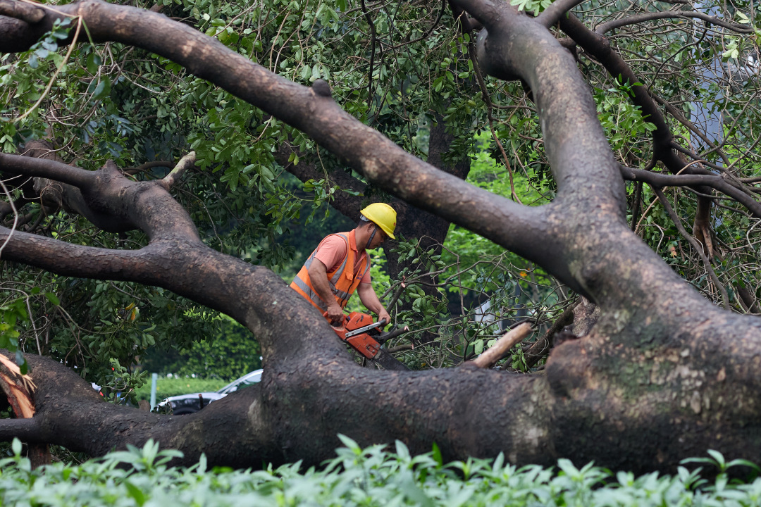 昨日(3月30日),广州市遭遇强雷雨天气,短时大风和暴雨导致市区部分路段出现树木倒伏、断枝情况。3月31日,在滨江东路,记者看到,多棵行道树被连根拔起,横倒在江边绿道上。绿化工人顶着细雨,操作油锯对倒伏树木进行分段切割,随后利用吊车将树干装车清运,力争在最短时间内恢复道路通行。
图/广州日报新花城记者:陈忧子