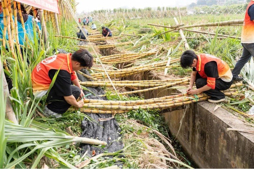 直播带货、爱心认购、助农砍蔗……广州增城“甜蜜接力”解蔗户燃眉之急4