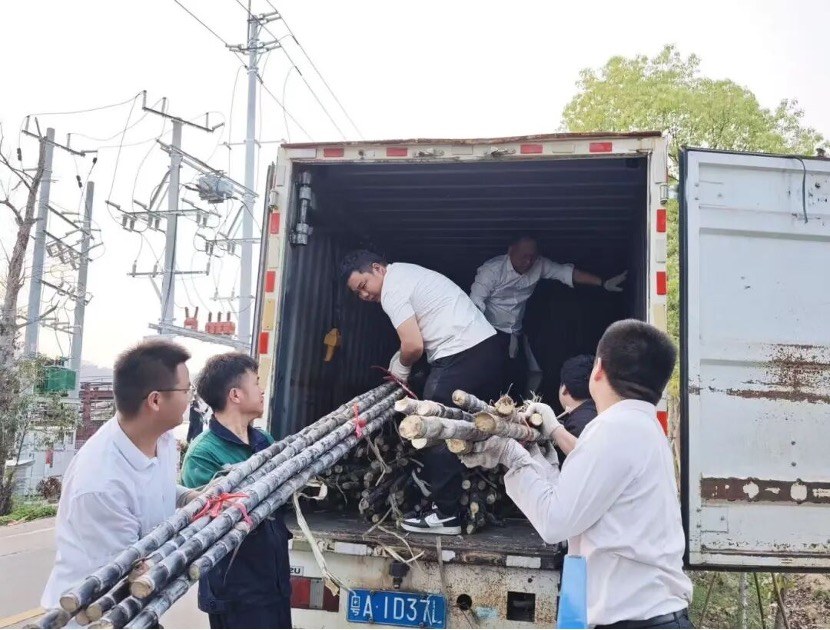 直播带货、爱心认购、助农砍蔗……广州增城“甜蜜接力”解蔗户燃眉之急5