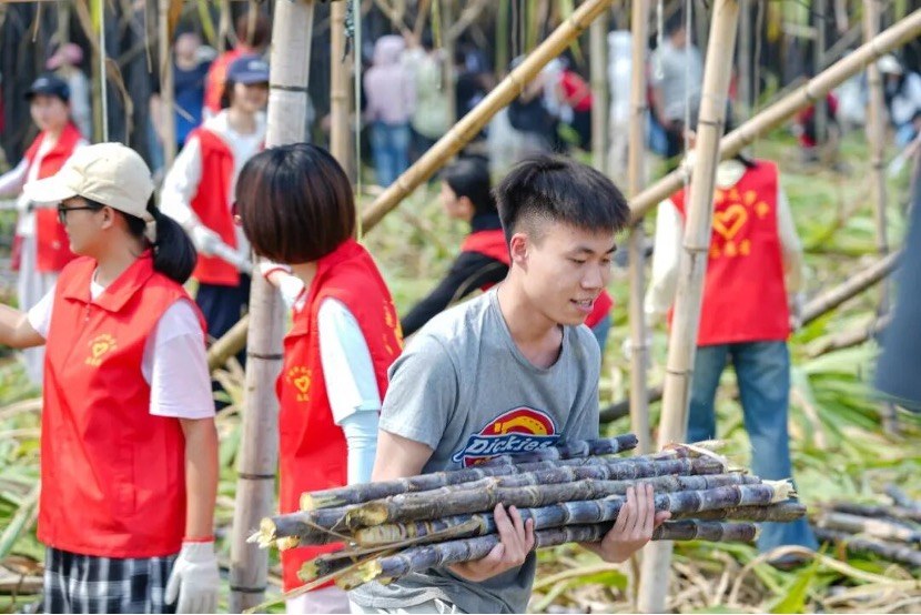 直播带货、爱心认购、助农砍蔗……广州增城“甜蜜接力”解蔗户燃眉之急7