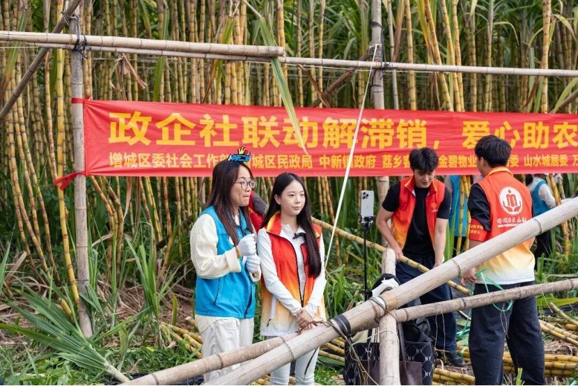 直播带货、爱心认购、助农砍蔗……广州增城“甜蜜接力”解蔗户燃眉之急8